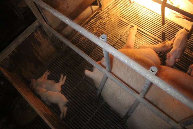 Farrowing Crates at Balpool Station Piggery NSW