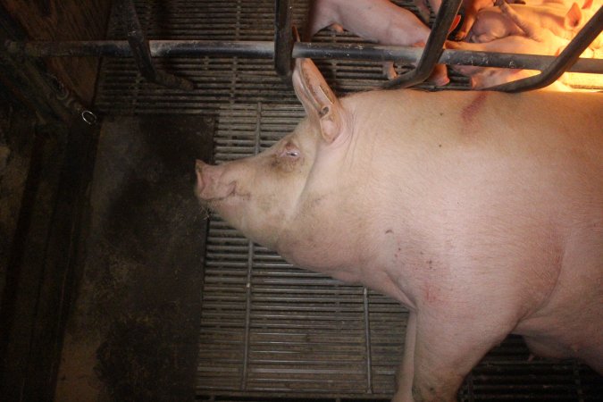 Farrowing Crates at Balpool Station Piggery NSW