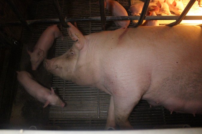 Farrowing Crates at Balpool Station Piggery NSW