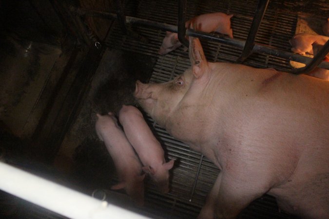 Farrowing Crates at Balpool Station Piggery NSW