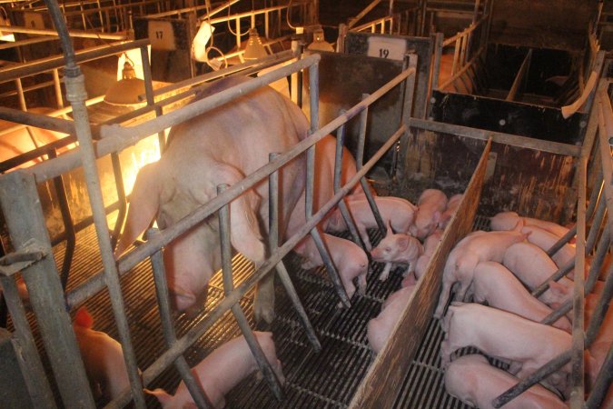 Farrowing Crates at Balpool Station Piggery NSW