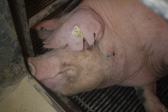 Farrowing Crates at Balpool Station Piggery NSW