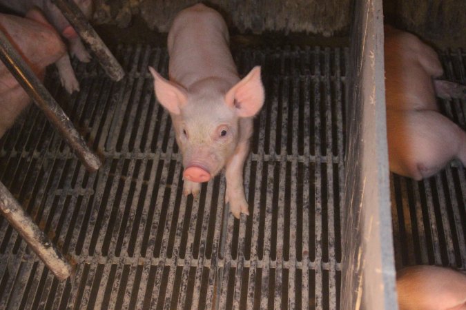 Farrowing Crates at Balpool Station Piggery NSW