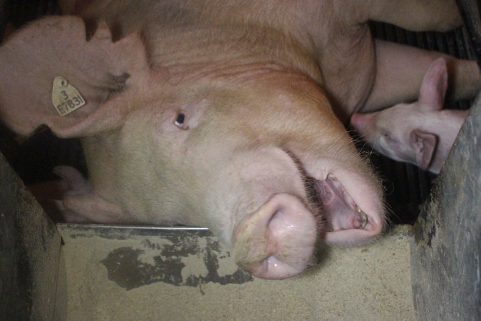 Farrowing Crates at Balpool Station Piggery NSW