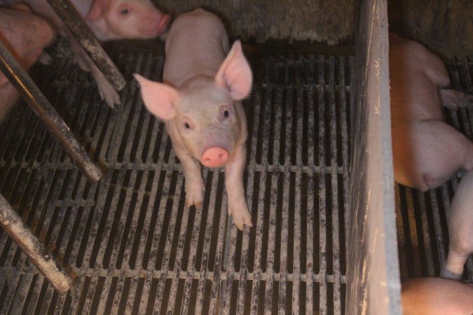 Farrowing Crates at Balpool Station Piggery NSW