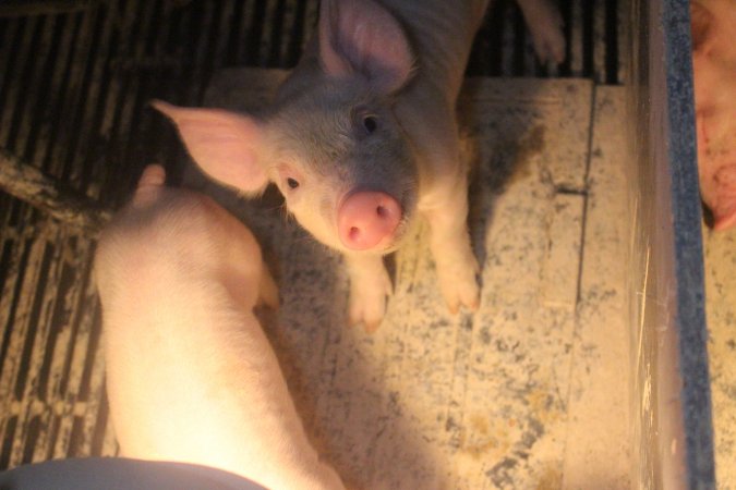 Farrowing Crates at Balpool Station Piggery NSW