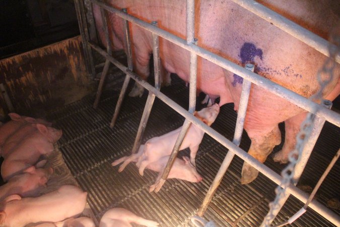 Farrowing Crates at Balpool Station Piggery NSW