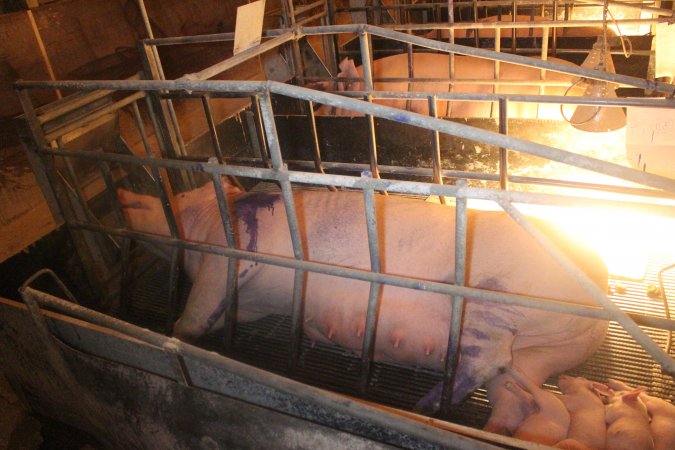 Farrowing Crates at Balpool Station Piggery NSW