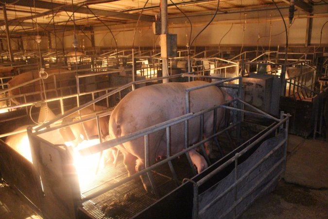 Farrowing Crates at Balpool Station Piggery NSW