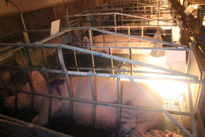 Farrowing Crates at Balpool Station Piggery NSW