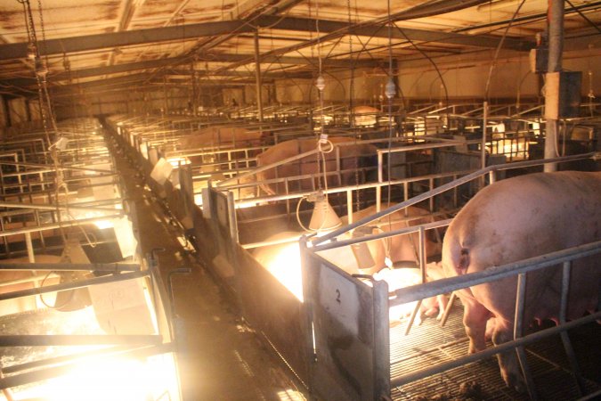 Farrowing Crates at Balpool Station Piggery NSW