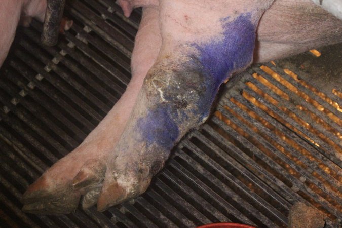 Farrowing Crates at Balpool Station Piggery NSW