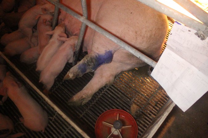 Farrowing Crates at Balpool Station Piggery NSW