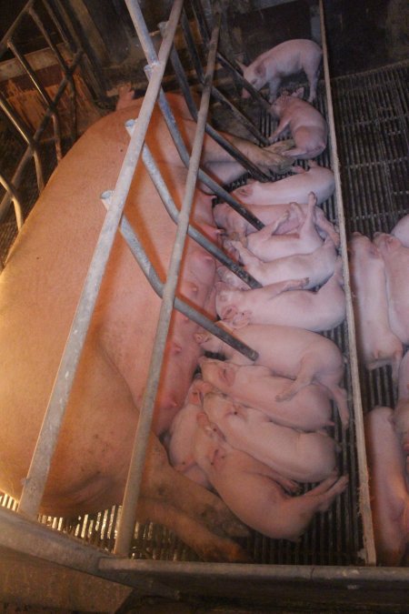 Farrowing Crates at Balpool Station Piggery NSW