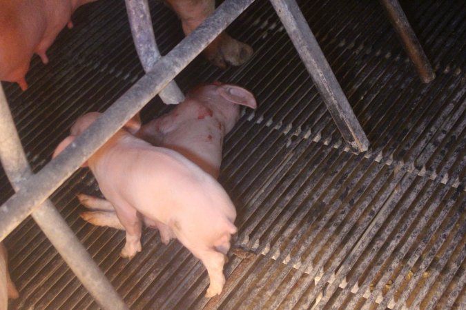 Farrowing Crates at Balpool Station Piggery NSW