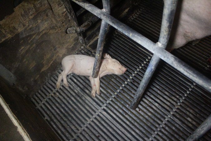 Farrowing Crates at Balpool Station Piggery NSW