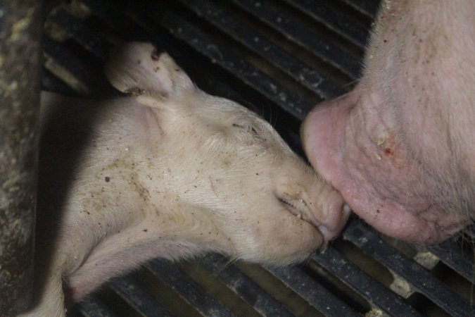 Farrowing Crates at Balpool Station Piggery NSW