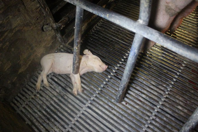 Farrowing Crates at Balpool Station Piggery NSW