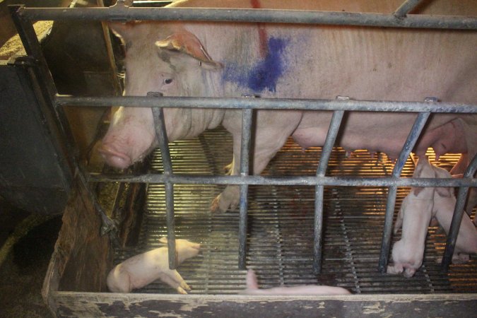 Farrowing Crates at Balpool Station Piggery NSW