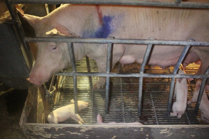 Farrowing Crates at Balpool Station Piggery NSW