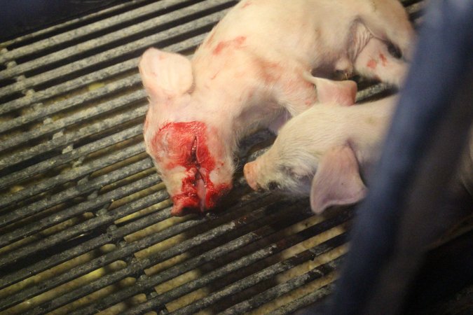 Farrowing Crates at Balpool Station Piggery NSW