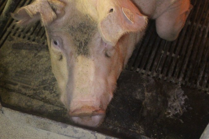 Farrowing Crates at Balpool Station Piggery NSW