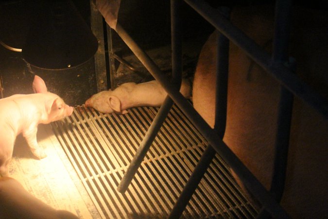 Farrowing Crates at Balpool Station Piggery NSW