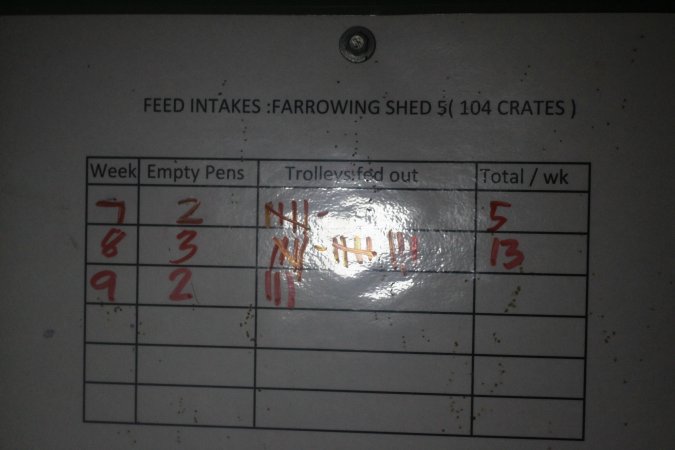 Farrowing Crates at Balpool Station Piggery NSW