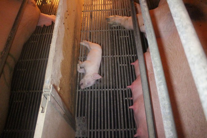 Farrowing Crates at Balpool Station Piggery NSW