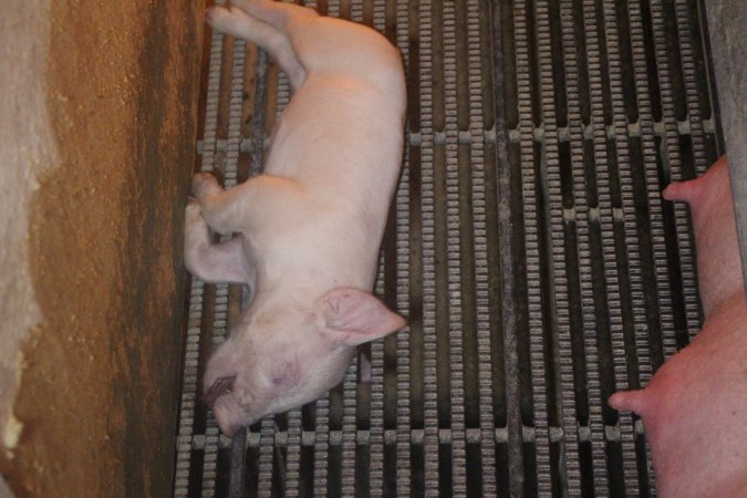 Farrowing Crates at Balpool Station Piggery NSW