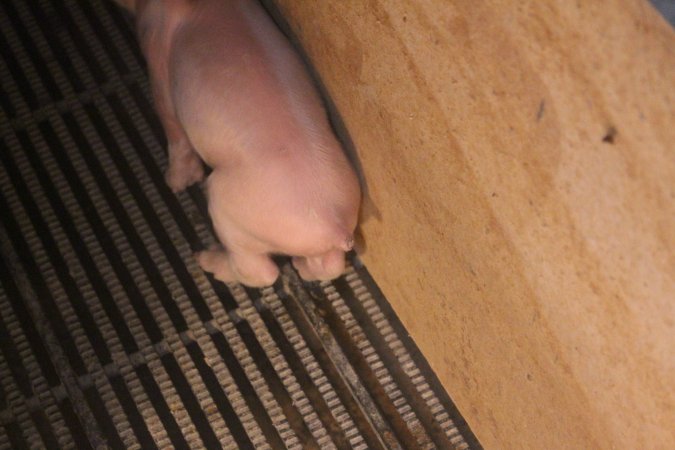 Farrowing Crates at Balpool Station Piggery NSW