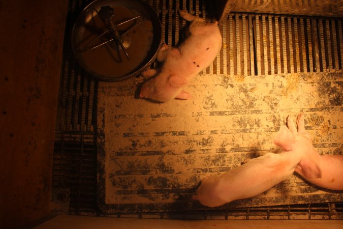 Farrowing Crates at Balpool Station Piggery NSW