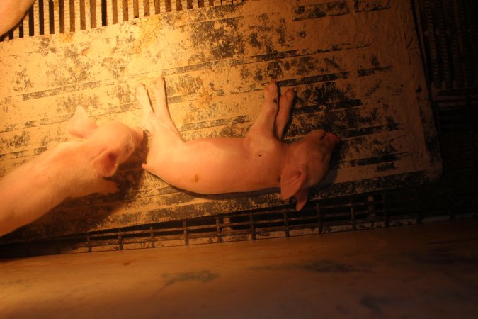 Farrowing Crates at Balpool Station Piggery NSW