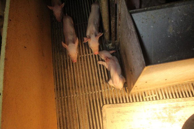 Farrowing Crates at Balpool Station Piggery NSW