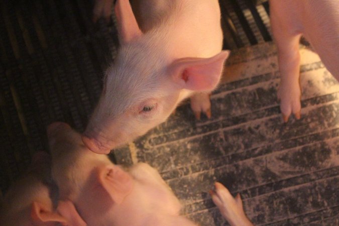 Farrowing Crates at Balpool Station Piggery NSW