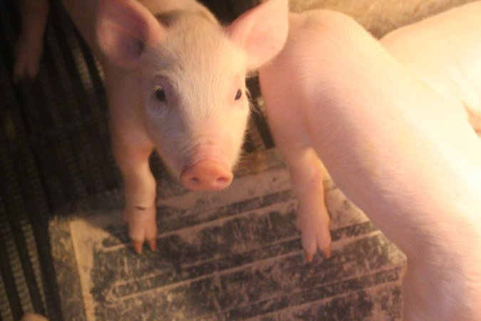 Farrowing Crates at Balpool Station Piggery NSW