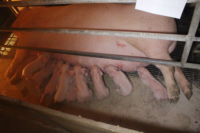 Farrowing Crates at Balpool Station Piggery NSW