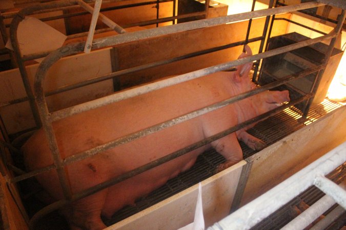 Farrowing Crates at Balpool Station Piggery NSW