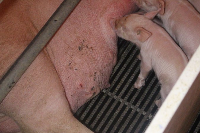 Farrowing Crates at Balpool Station Piggery NSW