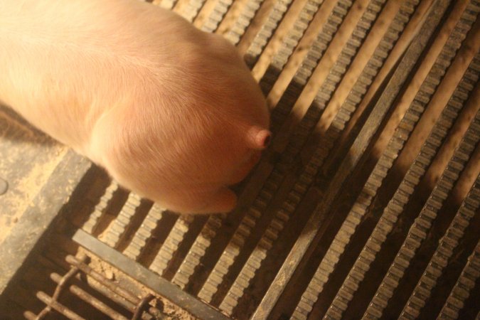 Farrowing Crates at Balpool Station Piggery NSW