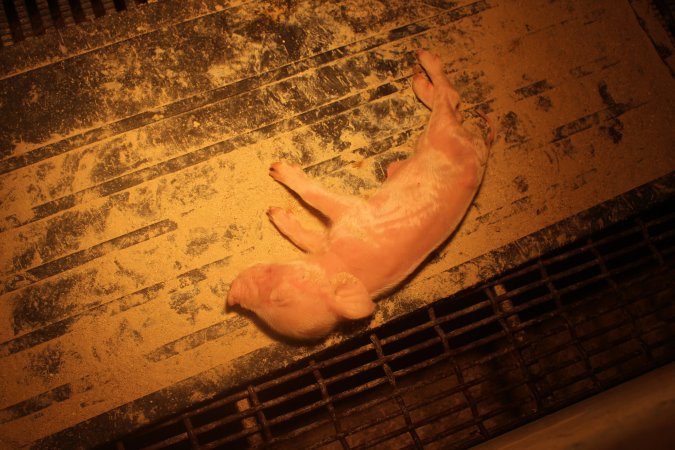 Farrowing Crates at Balpool Station Piggery NSW