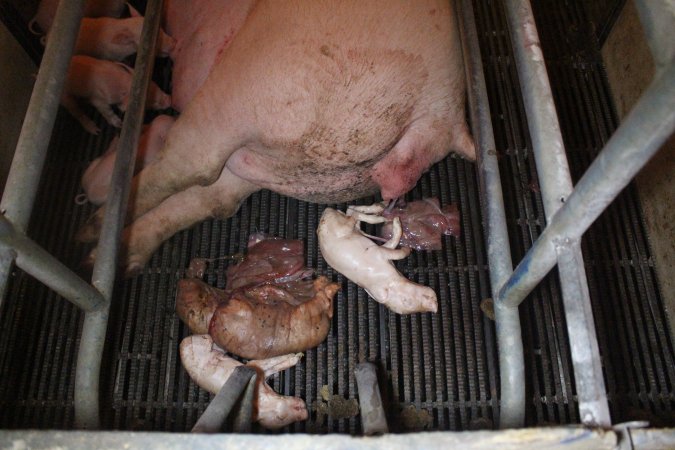 Farrowing Crates at Balpool Station Piggery NSW