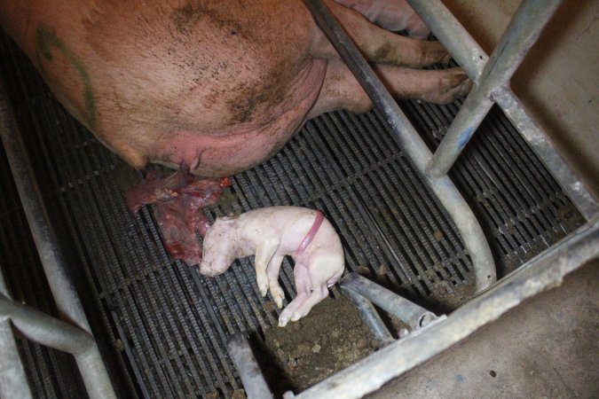 Farrowing Crates at Balpool Station Piggery NSW