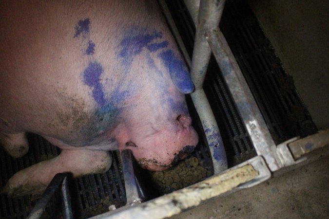 Farrowing Crates at Balpool Station Piggery NSW