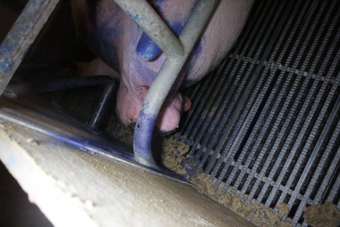 Farrowing Crates at Balpool Station Piggery NSW