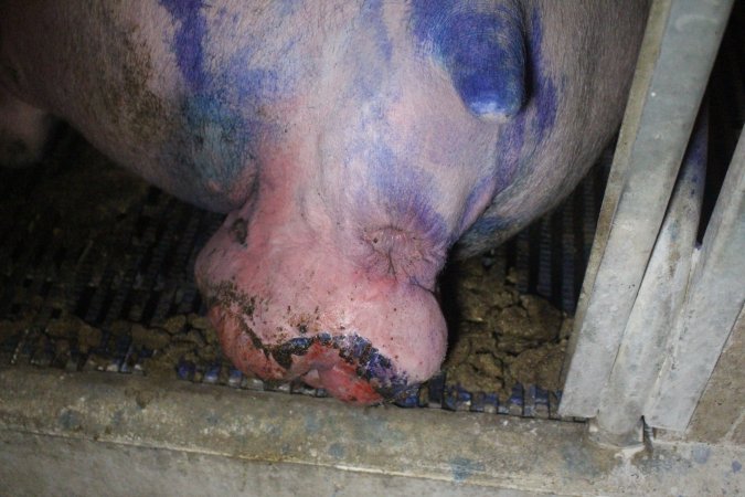 Farrowing Crates at Balpool Station Piggery NSW