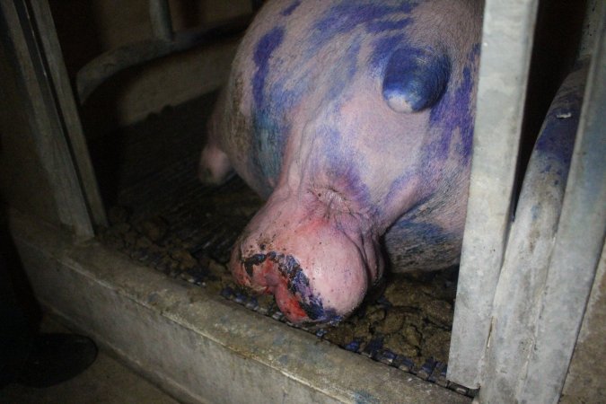 Farrowing Crates at Balpool Station Piggery NSW