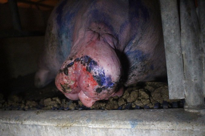 Farrowing Crates at Balpool Station Piggery NSW