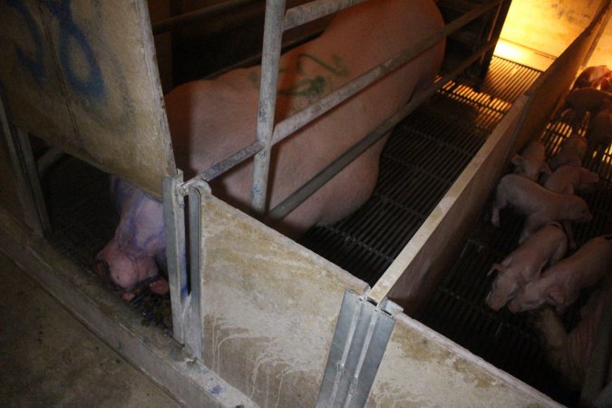 Farrowing Crates at Balpool Station Piggery NSW