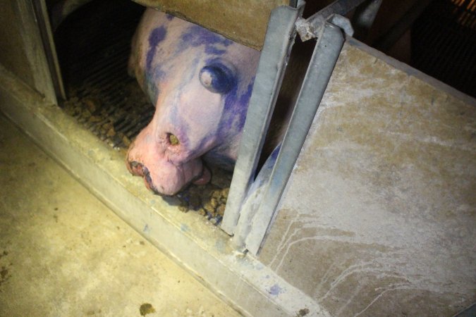 Farrowing Crates at Balpool Station Piggery NSW